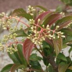 Viburnum x hillieri 'Winton'