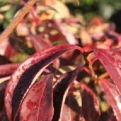 Viburnum x hillieri 'Winton'