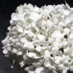 Viburnum 'Eskimo' - Viorne Eskimo