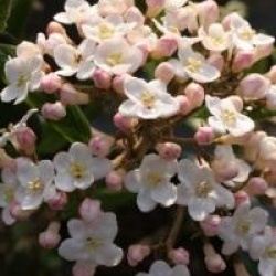Viburnum 'Eskimo'