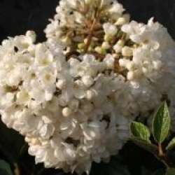 Viburnum 'Eskimo'