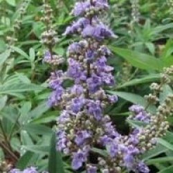 Gattilier � grandes feuilles