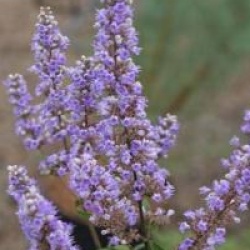 Vitex agnus-castus var. latifolia 