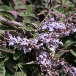 Vitex trifolia 'Purpurea' - Vitex � feuilles pourpres