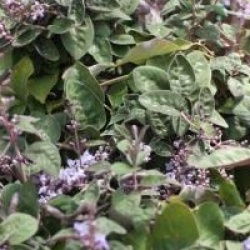 Vitex trifolia 'Purpurea'