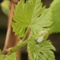 Vitis 'Brant'