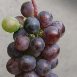 Vitis 'Brant'
