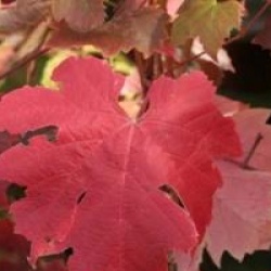 Vitis 'Brant' - Vigne Brant