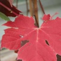 Vitis 'Brant'
