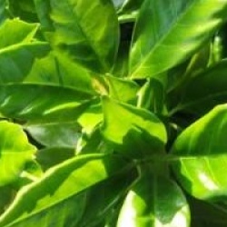 Aucuba japonica 'Rozannie' - Aucuba Rozannie