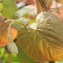 Vitis coignetiae 'Claret Cloak' - Vigne Claret Cloak
