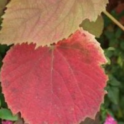 Vitis coignetiae 'Claret Cloak'