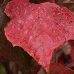 Vitis coignetiae 'Claret Cloak'