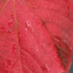 Vitis coignetiae 'Claret Cloak'