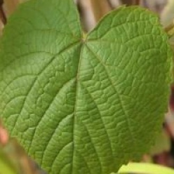 Vitis coignetiae 'Claret Cloak'