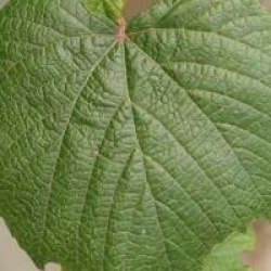 Vitis coignetiae