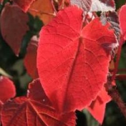 Vitis davidii - Vigne de David
