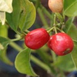 Aucuba japonica 'Rozannie'