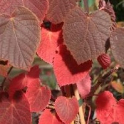 Vitis davidii