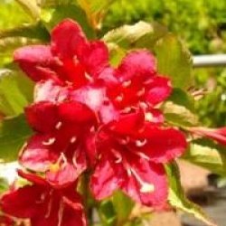 Weigela 'Bristol Ruby'