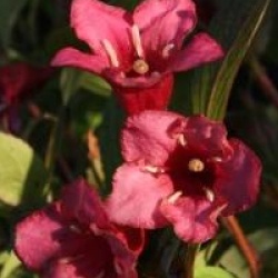 Weigela 'Bristol Ruby'