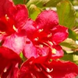 Weigela 'Bristol Ruby'