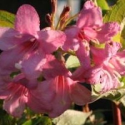 Weigela 'Conquete'