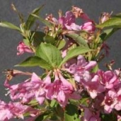 Weigela 'Conquete'