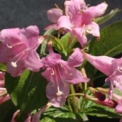 Weigela 'Conquete'