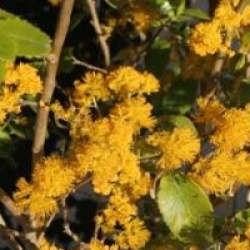 Azara dentata - Azara dente