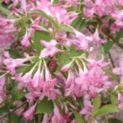 Weigela 'Conquete'