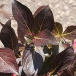 Weigela florida 'Alexandra' cov 