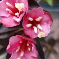 Weigela florida 'Alexandra' cov  - Weigelia Alexandra