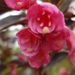 Weigela florida 'Alexandra' cov 