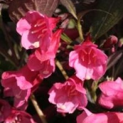 Weigela florida 'Alexandra' cov 