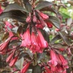 Weigela florida 'Alexandra' cov 