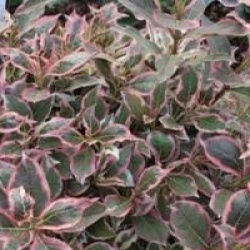 Weigela florida Monet � 'Verweig' cov 