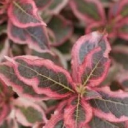 Weigela florida Monet � 'Verweig' cov  - Weigelia Monet