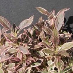 Weigela florida Monet � 'Verweig' cov 