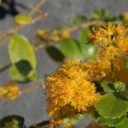 Azara dentata