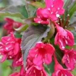 Weigela Venusta