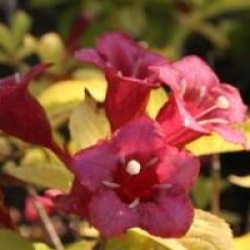 Weigela 'Jean's Gold' - Weigela dor� Jean's Gold