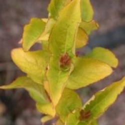 Weigela 'Jean's Gold'