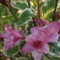 Weigelia hollandais panach�