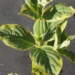 Weigela 'Kosteriana Variegata'