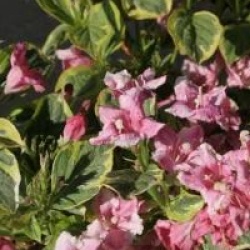 Weigela 'Kosteriana Variegata'
