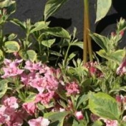 Weigela 'Kosteriana Variegata'