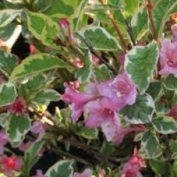 Weigela 'Kosteriana Variegata'