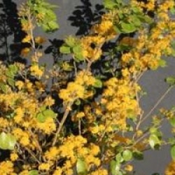 Azara dentata