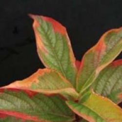 Weigela 'Kosteriana Variegata'